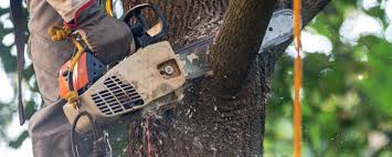 Professional Tree Removal Services in Martinez, CA