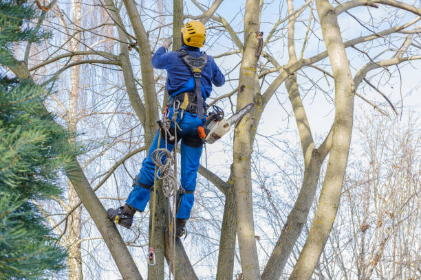 How Our Tree Care Process Works  in  Martinez, CA